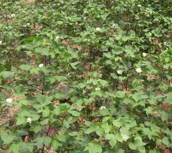 棉花(錦葵科棉屬植物) 棉花(錦葵科棉屬植物)