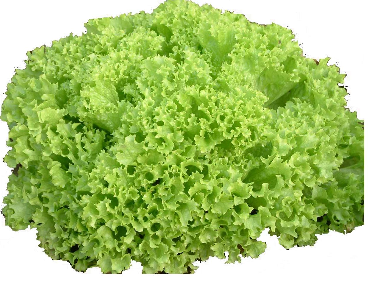 黃瓜花葉病毒(cmv) 黃瓜花葉病毒(cmv)