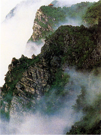 廬山雲霧茶 廬山雲霧茶