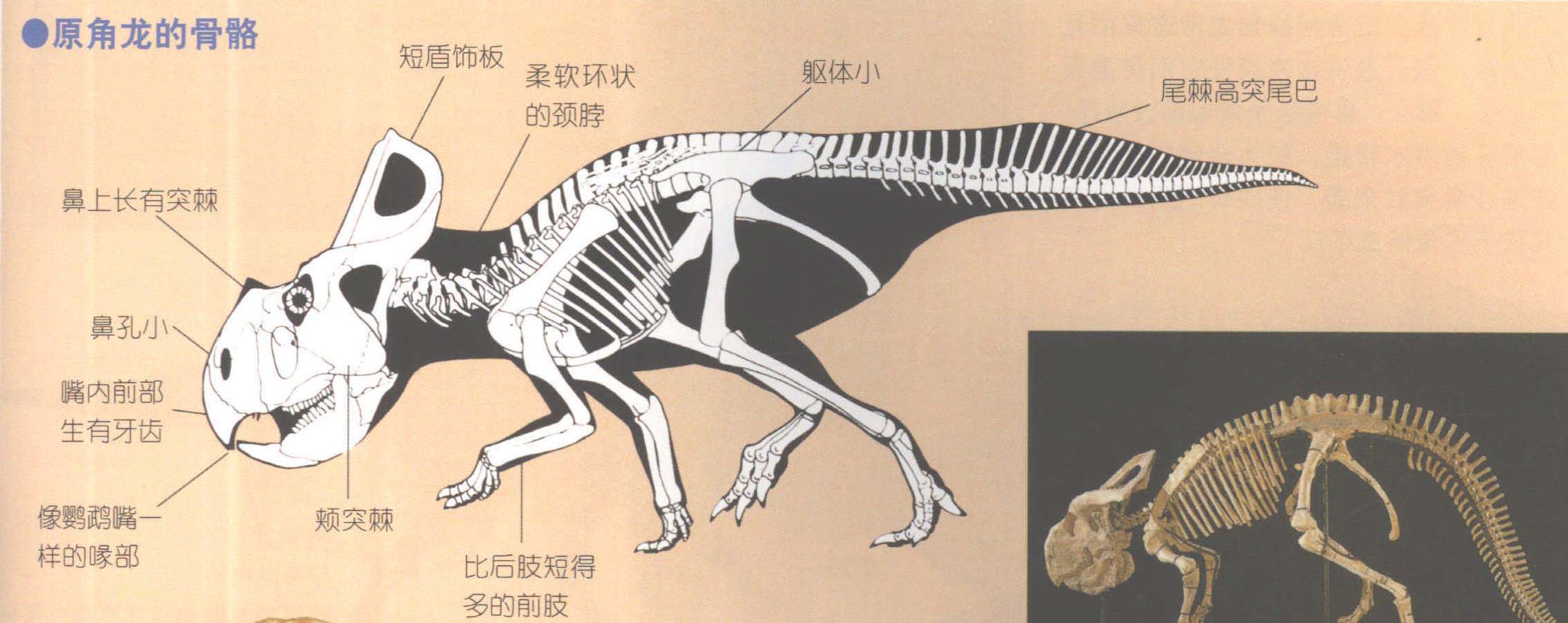 原角龍的骨骼 原角龍的骨骼