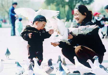 鴿子(鳩鴿科鴿屬鳥類統稱) 鴿子(鳩鴿科鴿屬鳥類統稱)