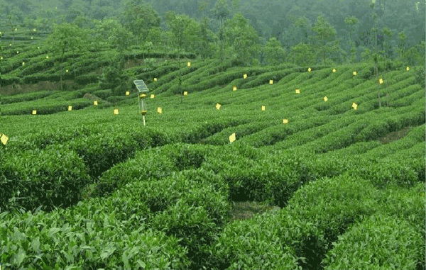 馬邊茶葉 馬邊茶葉
