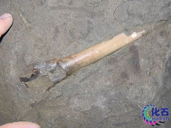 箭石化石出土 箭石化石出土