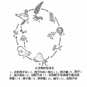 無配子生殖 無配子生殖