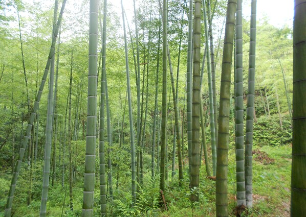 毛竹 毛竹