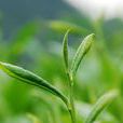 茶文化