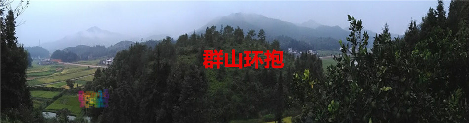 血橙(為芸香科植物香橙的果實) 血橙(為芸香科植物香橙的果實)