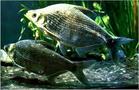 魴魚 魴魚
