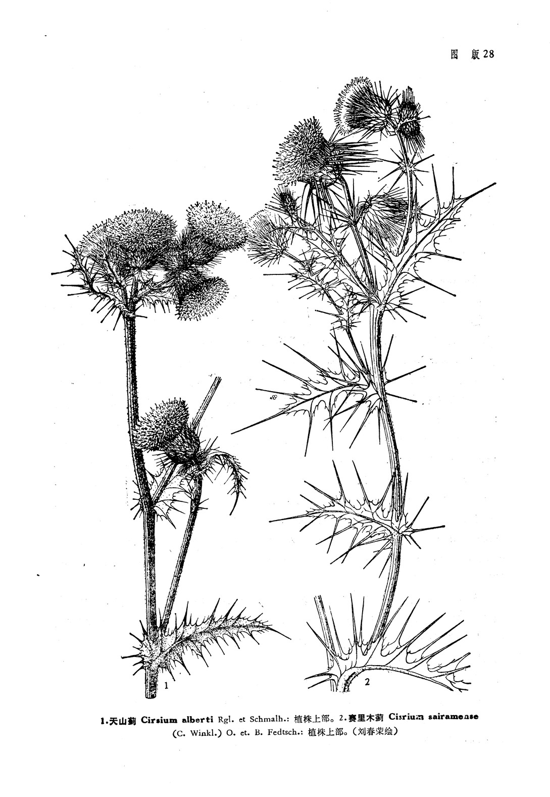 賽里木薊 賽里木薊