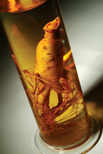 用人參泡的酒 用人參泡的酒