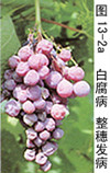 葡萄(葡萄屬植物) 葡萄(葡萄屬植物)