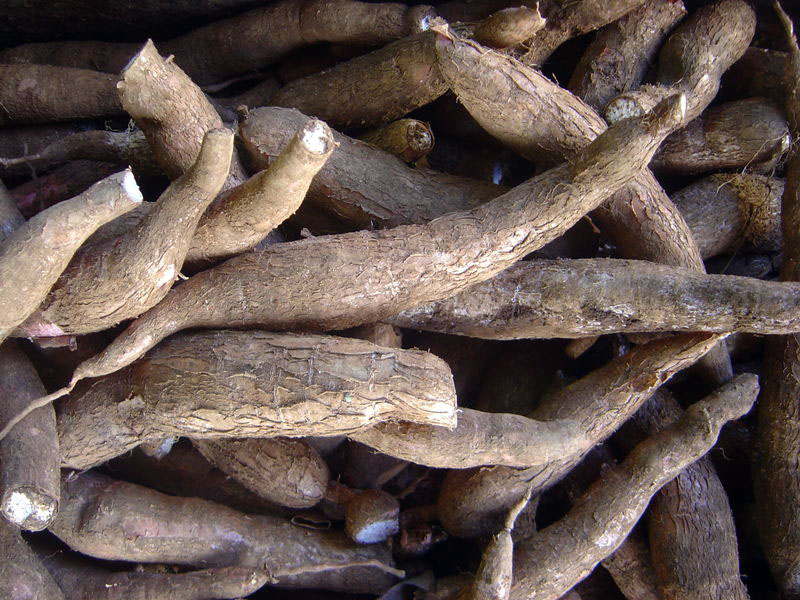 木薯(圖5) 木薯(圖5)
