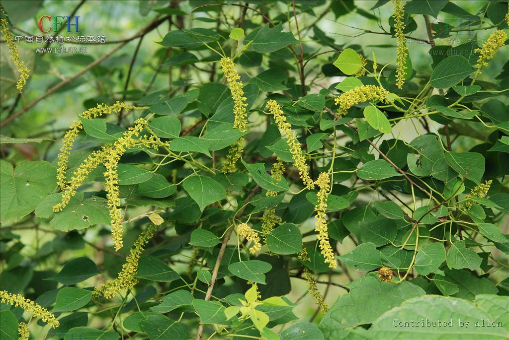 烏桕的花序 烏桕的花序