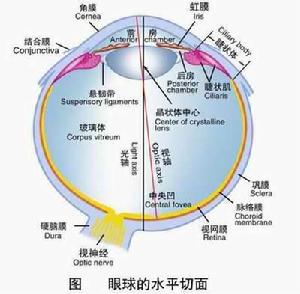 眼壓高 眼壓高