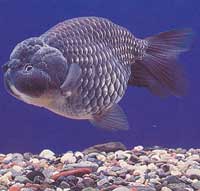 草種金魚 草種金魚