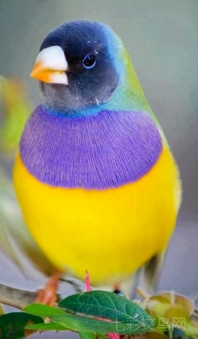 七彩文鳥(普彩) 七彩文鳥(普彩)