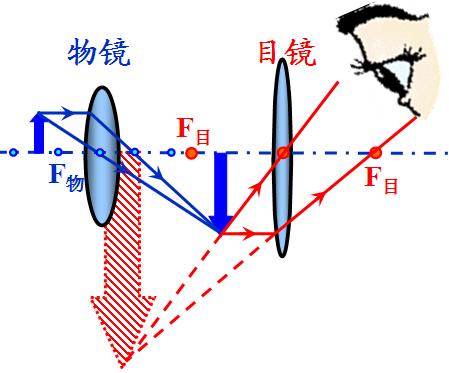 光學顯微鏡的原理 光學顯微鏡的原理