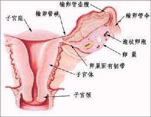 生殖器(生殖器官) 生殖器(生殖器官)