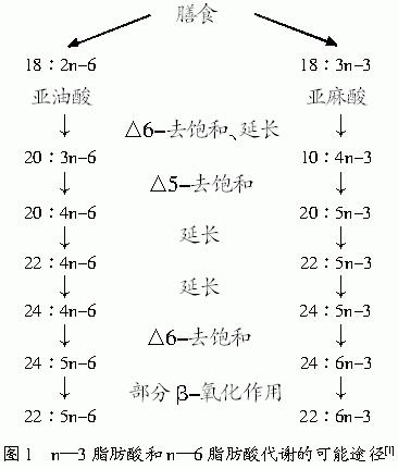 兩種必需脂肪酸及其代謝物 兩種必需脂肪酸及其代謝物