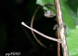 尺蠖 尺蠖