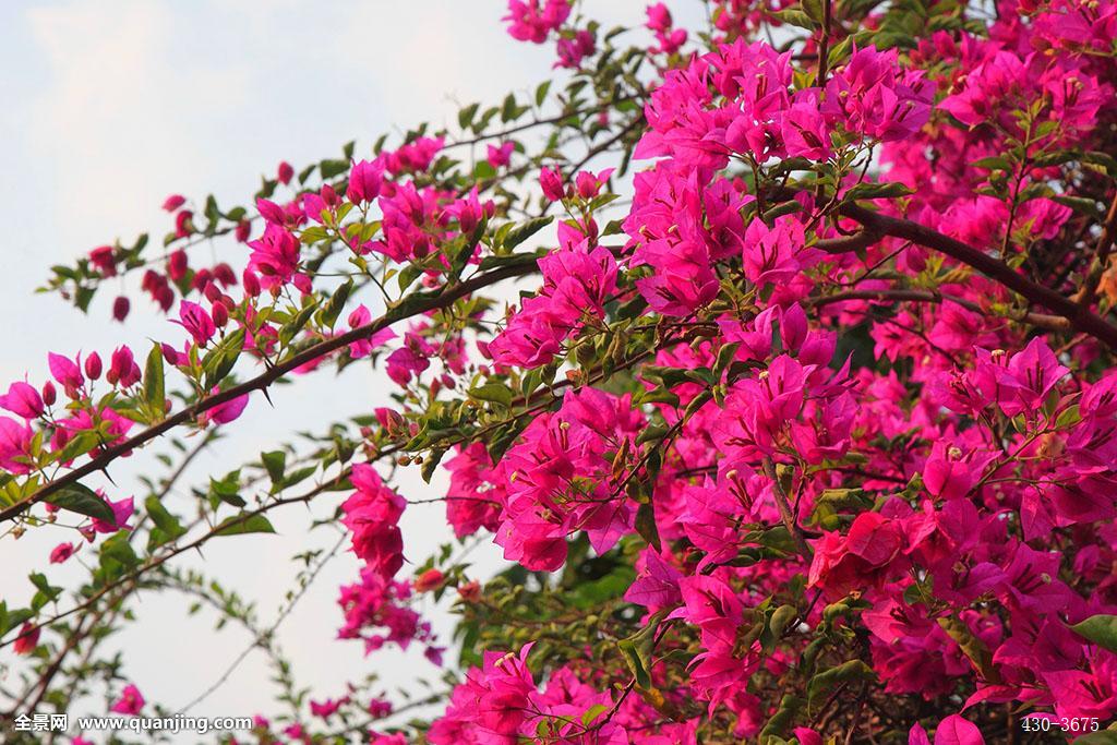 杜鵑 杜鵑
