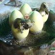 恐龍蛋(古代生物化石)