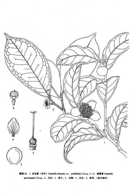 白毛茶