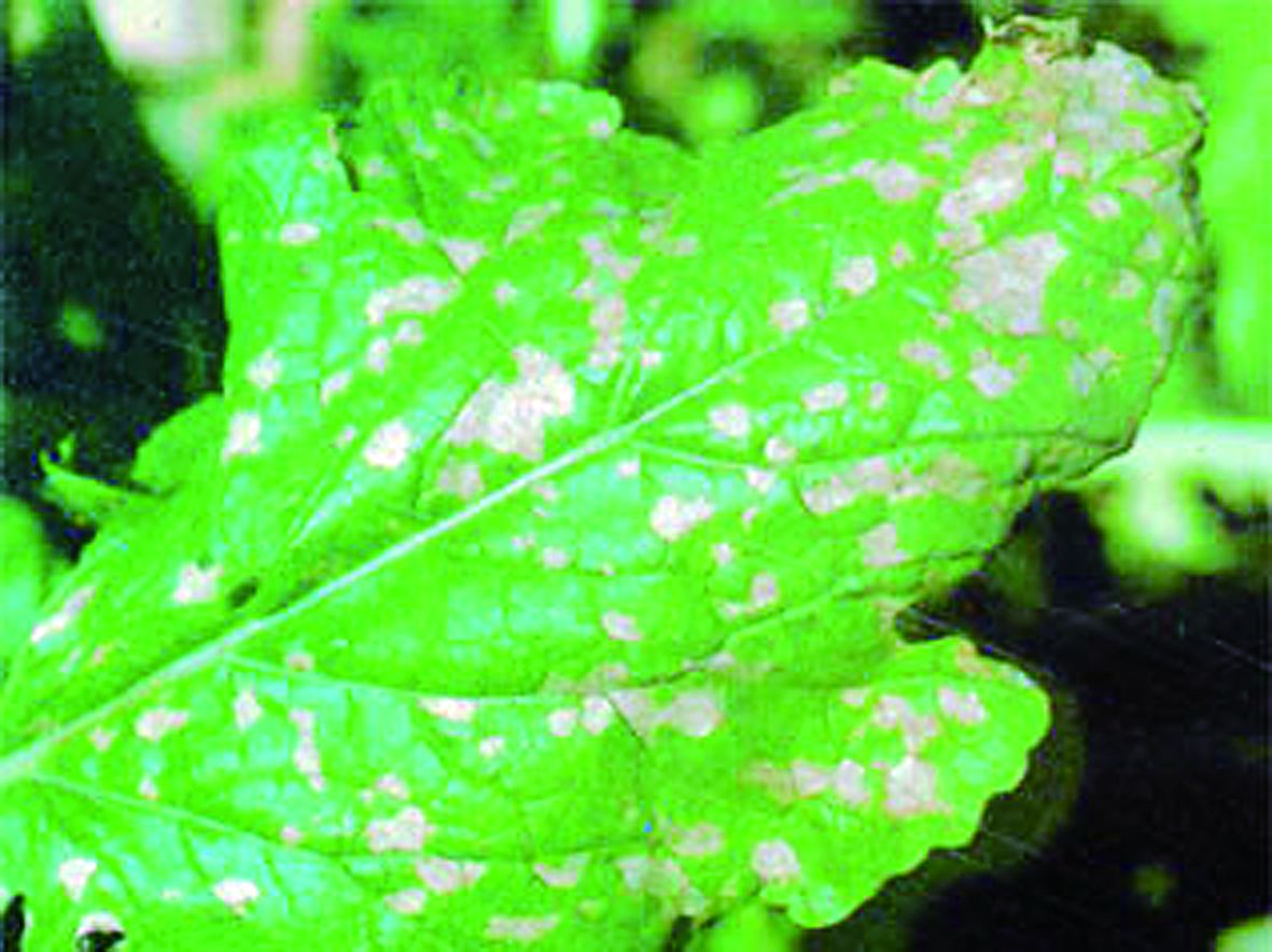 薺菜(白花菜目十字花科植物) 薺菜(白花菜目十字花科植物)