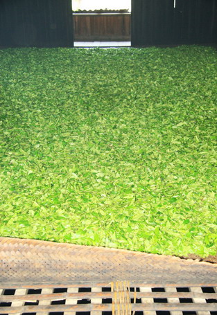 小種紅茶採制 小種紅茶採制