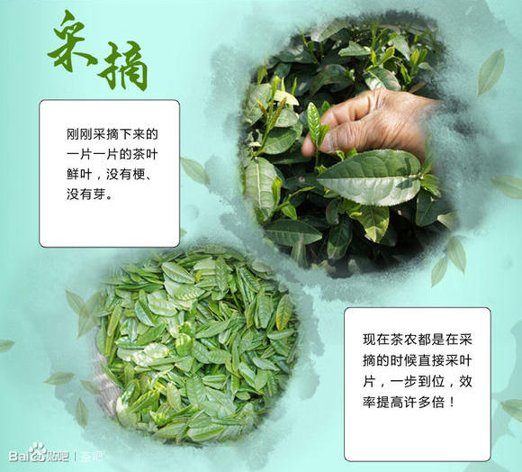 六安瓜片的採摘 六安瓜片的採摘