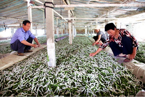 桑蠶養殖 桑蠶養殖