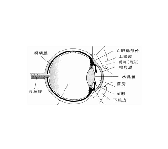 近視弧