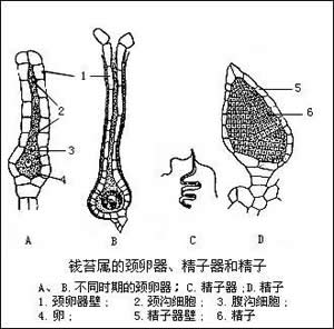 頸卵器 頸卵器