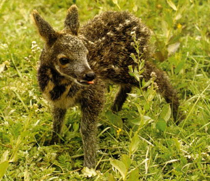 獐幼崽 獐幼崽