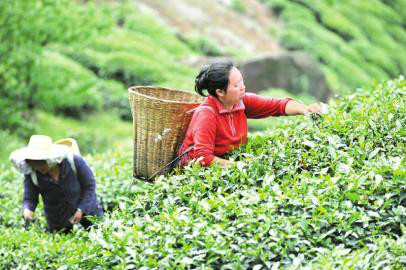茶葉文化 茶葉文化