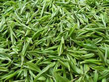 茶(中國傳統飲品)