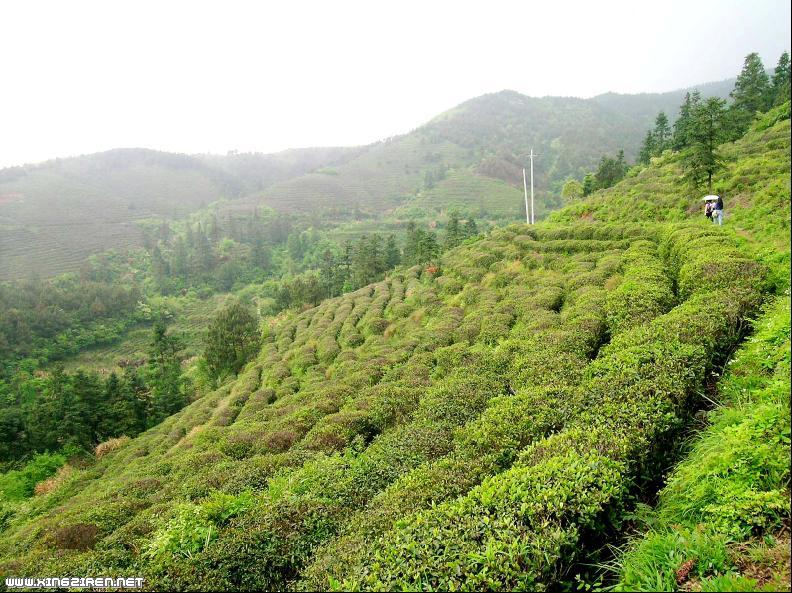 廬山雲霧茶 廬山雲霧茶