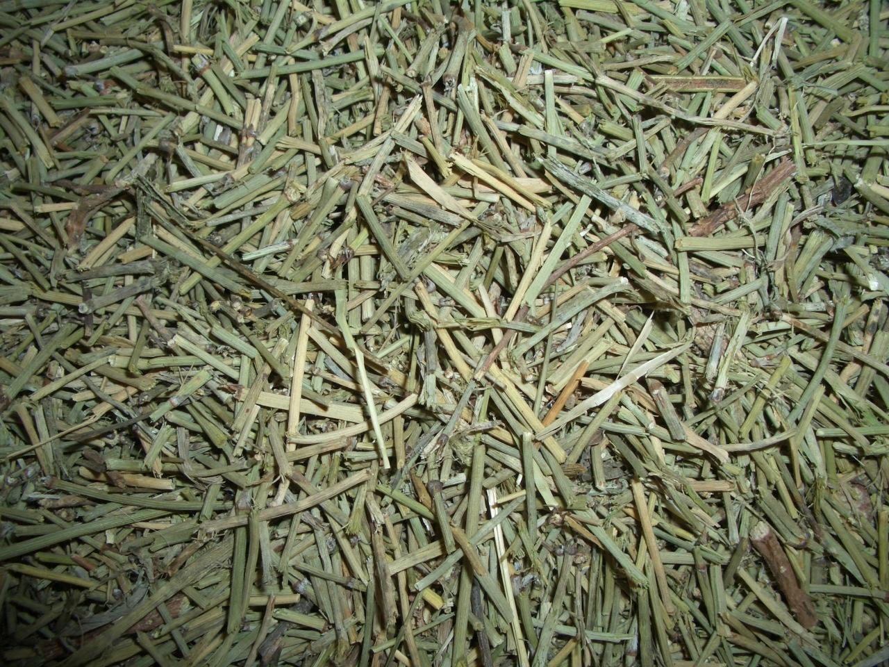 草麻黃 草麻黃