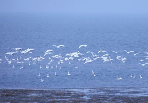 鄱陽湖鳥類 鄱陽湖鳥類