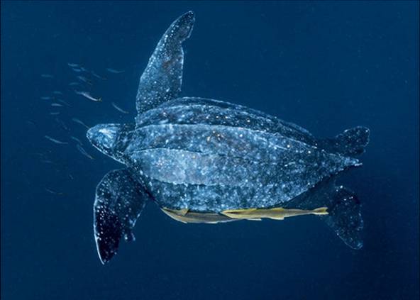 海洋爬行動物