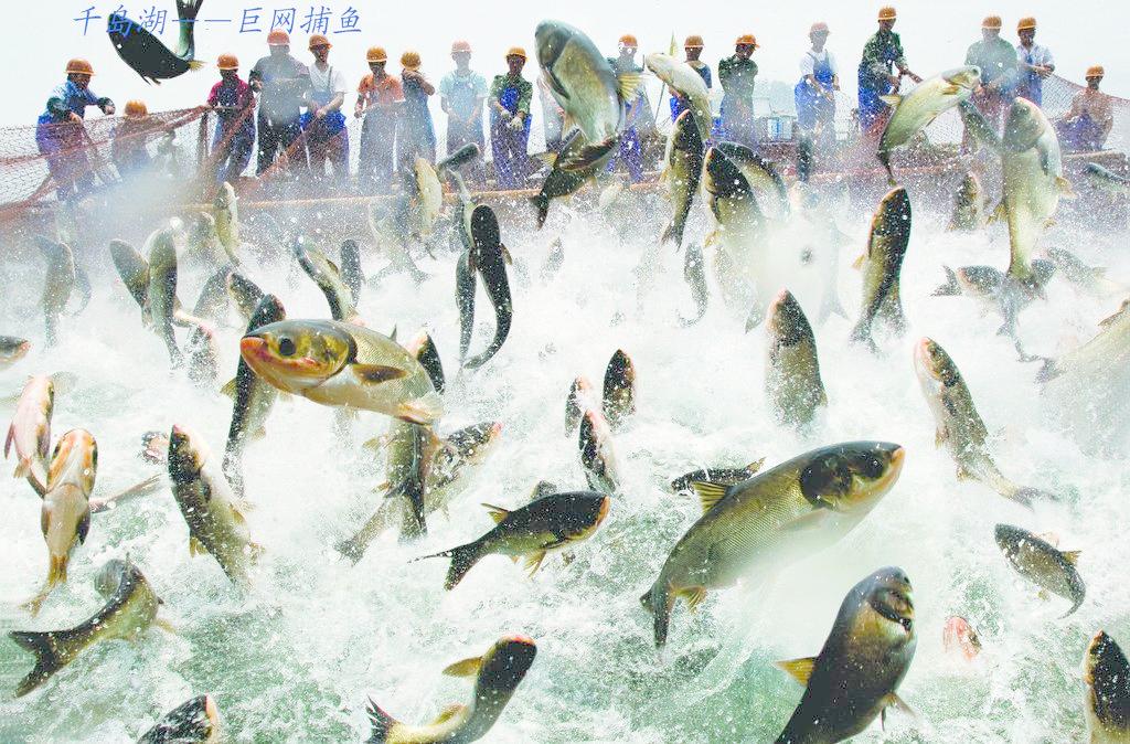 千島湖的捕魚盛況 千島湖的捕魚盛況