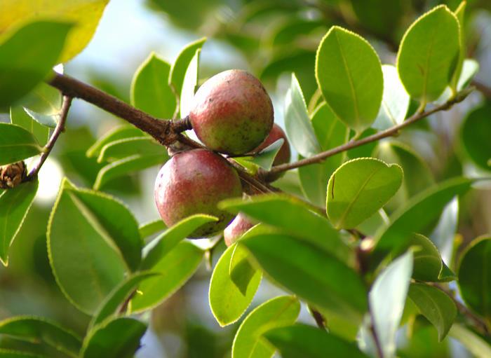 油茶 油茶
