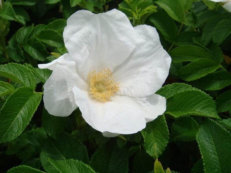 植物學的白玫瑰 rosa rugosa 植物學的白玫瑰 rosa rugosa