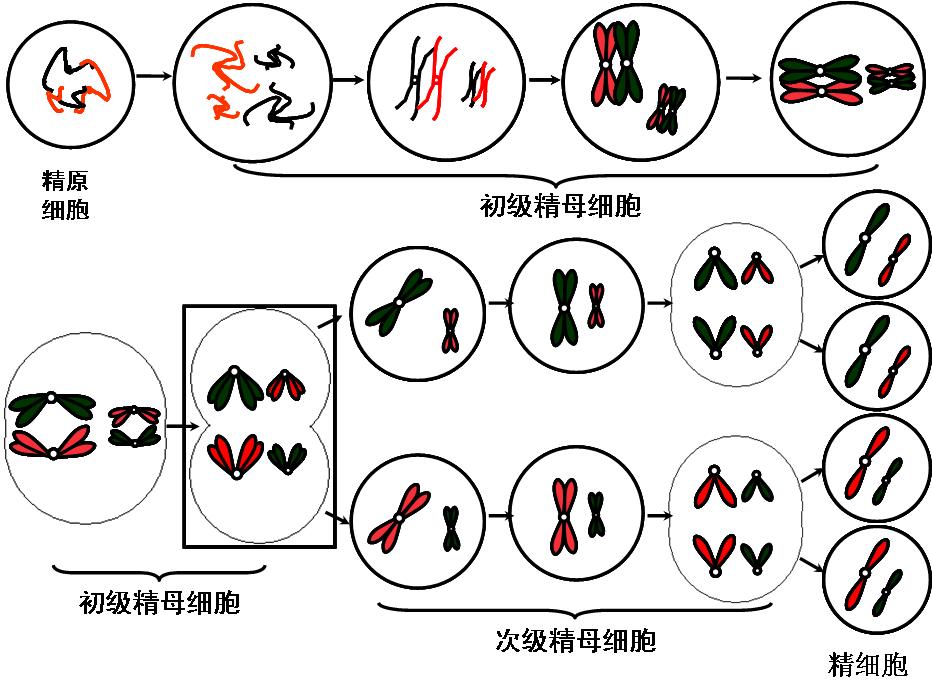 細胞分裂(生物學名詞)