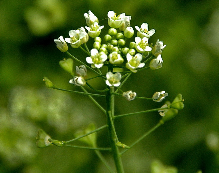薺菜花 薺菜花