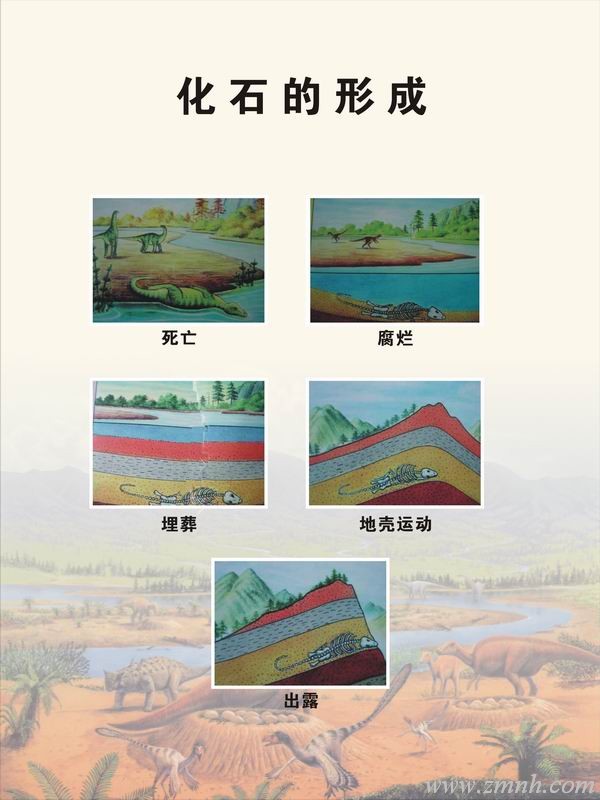 化石的形成 化石的形成