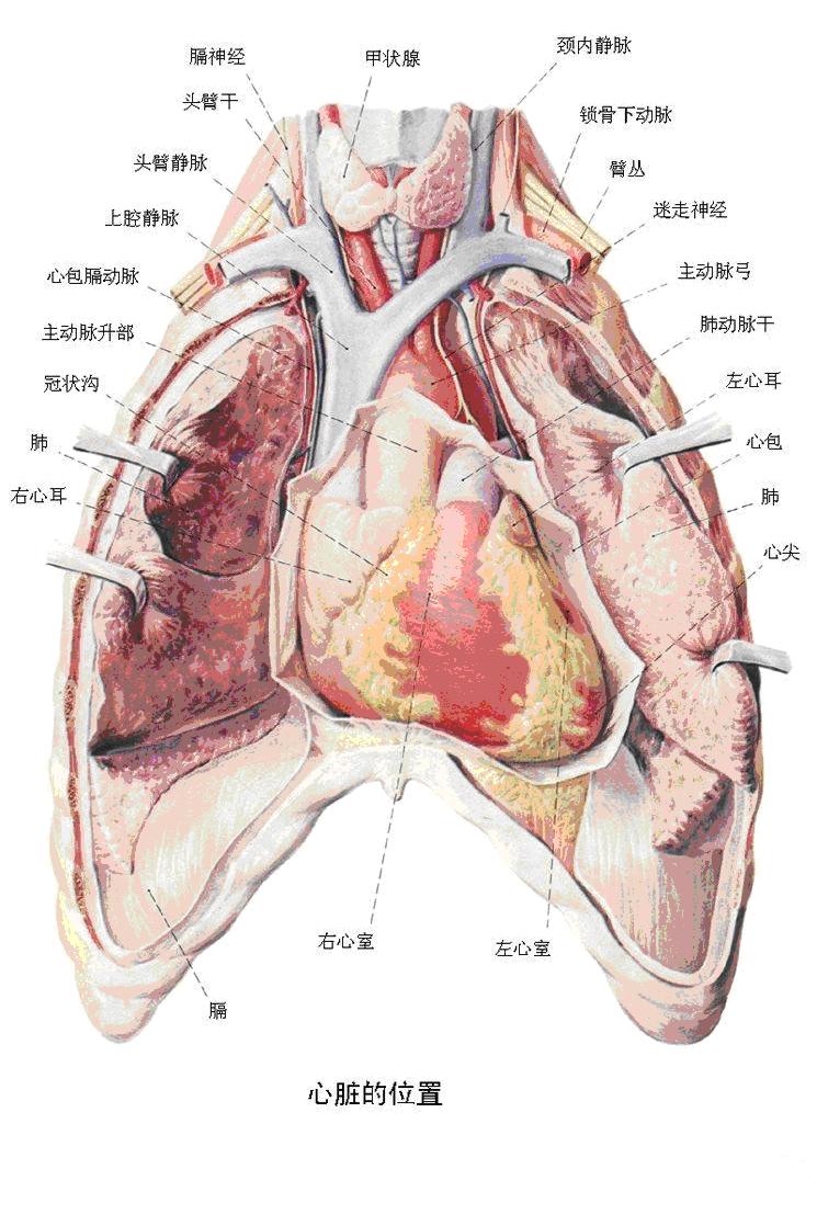 心臟 心臟