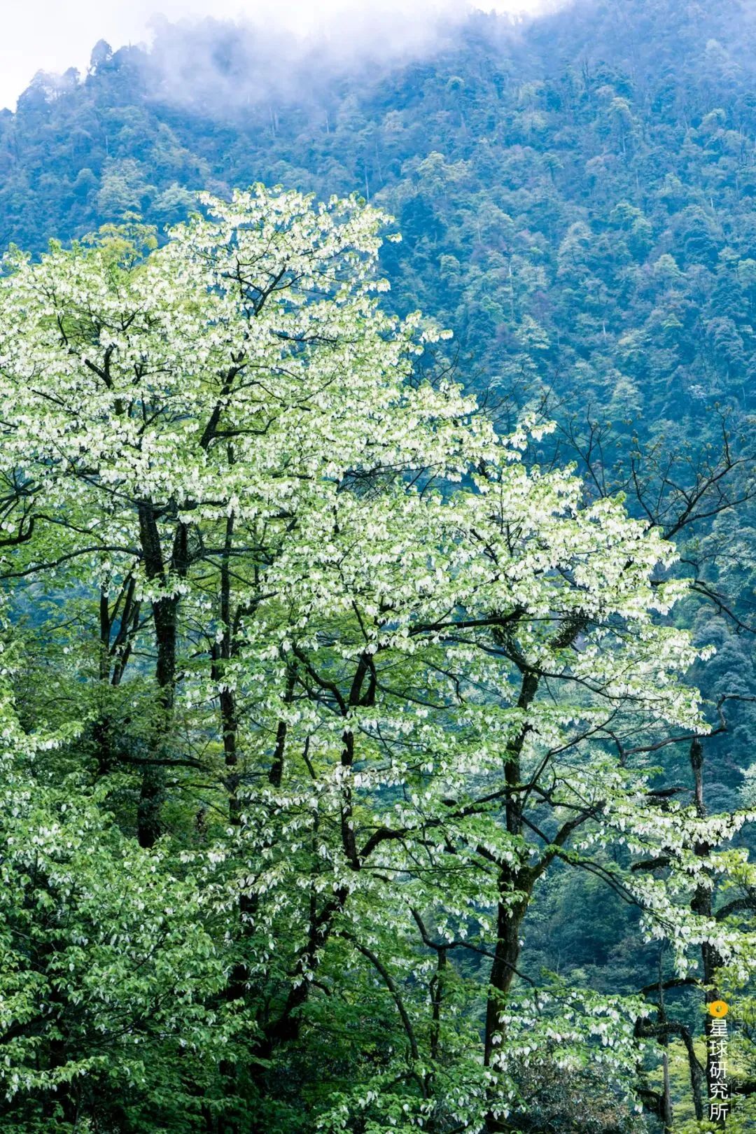 四川滎經：雲上仙城！