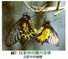 雌雄異體