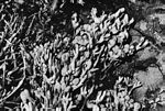 墨角藻屬(fucus)的一種 墨角藻屬(fucus)的一種